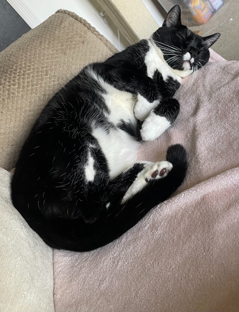 Bo