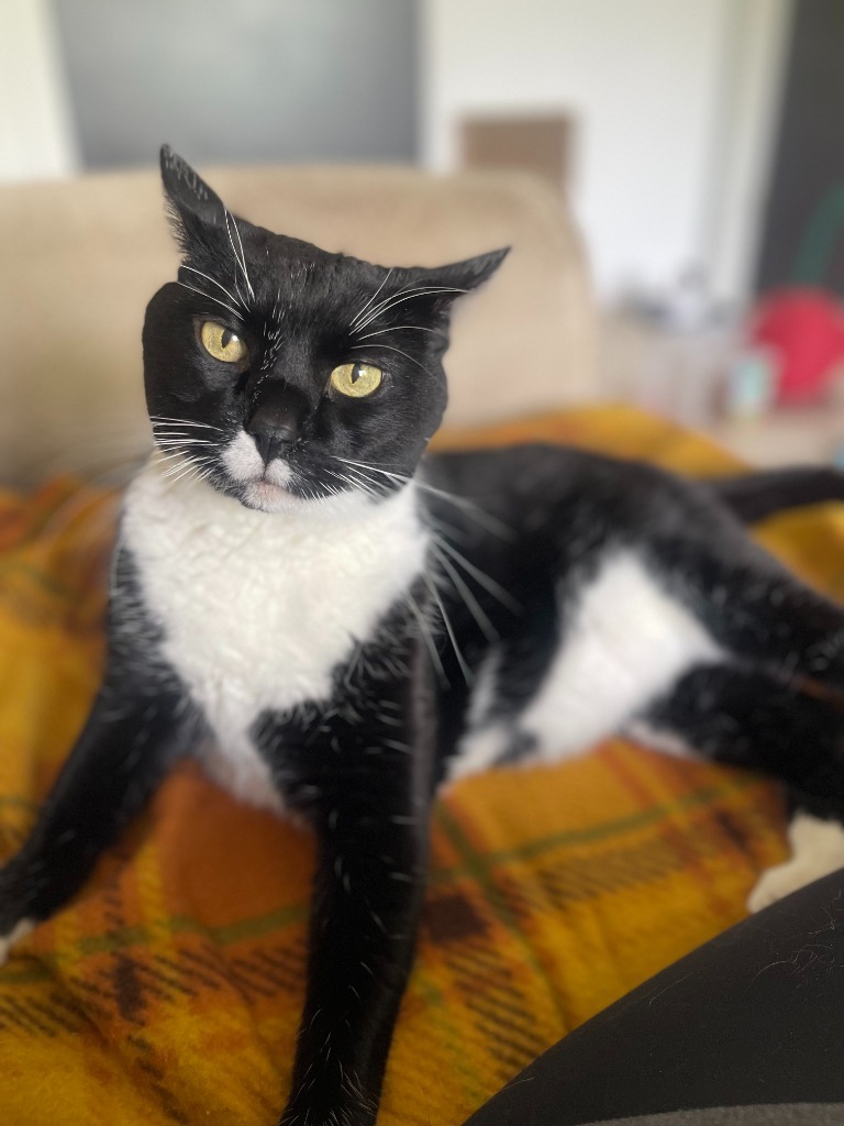 Bo