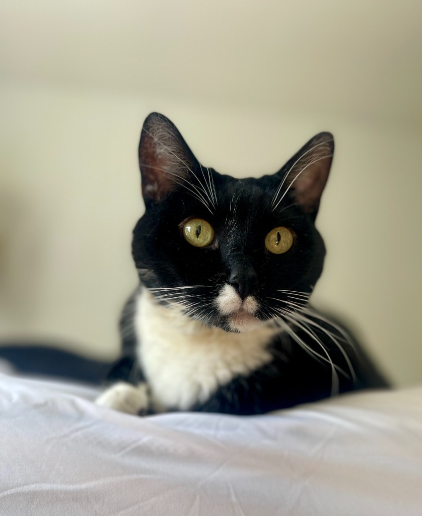 Bo