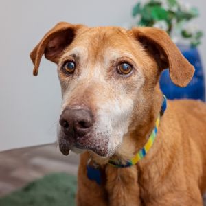 Hunter just arrived at Best Friends His caregivers are working hard to write his biography He is 1