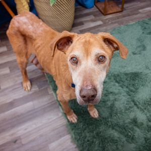 Hunter would love nothing more than a cozy and loving environment to enjoy his g