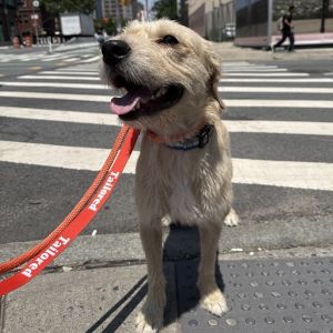 Meet Colt Colt is a 1-year-9-month-old mixed breed male dog weighing 38 pounds Hes a handsome pl