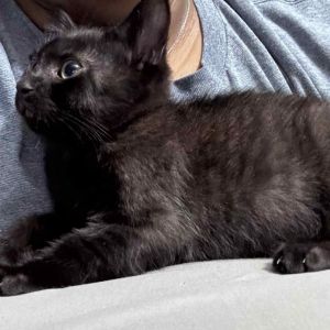 Churro, Baby Male Domestic Short Hair