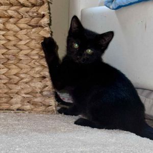 Tamarind, Baby Female unknown