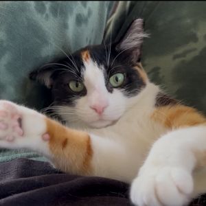 Espresso Domestic Short Hair Cat