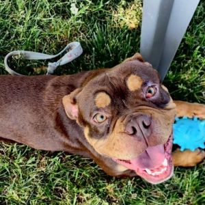 Meet Crimson a 44-pound bulldog lovebug ready to be your cuddle companion Crimson is dog-friendly