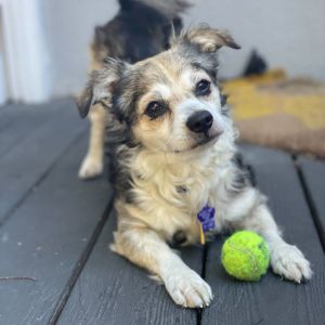 Buddy Terrier Dog