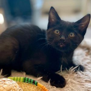 Dyana, Baby Female Domestic Short Hair