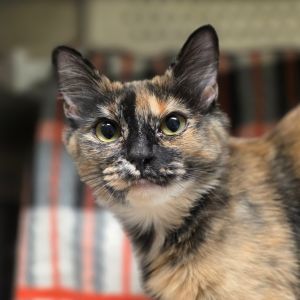 Azula, Adult Female Domestic Short Hair
