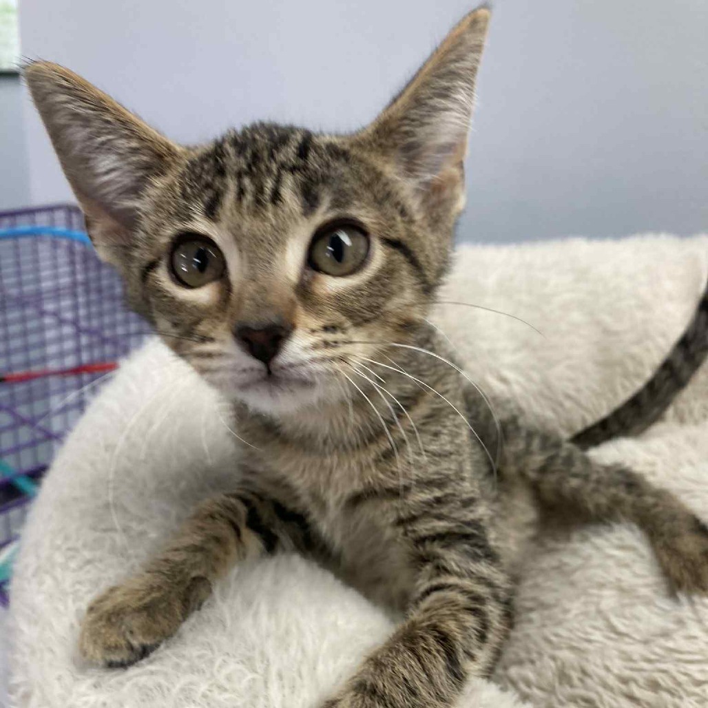Mia, an adoptable Domestic Short Hair in Duncan, OK, 73533 | Photo Image 1