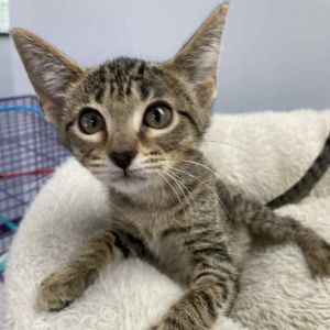Mia, Baby Female Domestic Short Hair