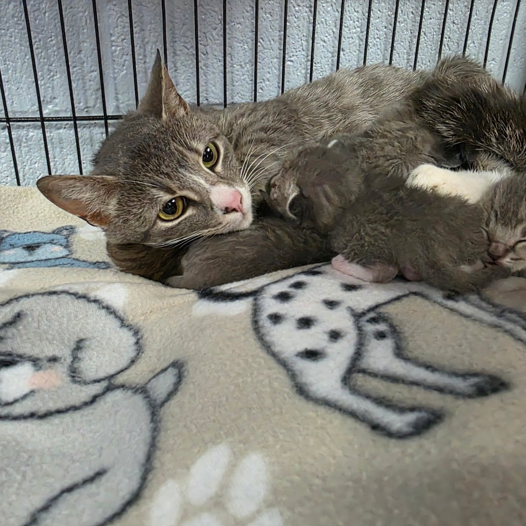 Imogen, an adoptable Domestic Short Hair in Duncan, OK, 73533 | Photo Image 1
