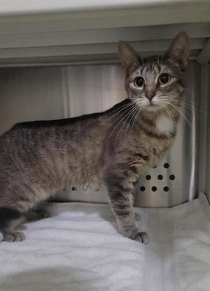 OLIVIA, Young Female Domestic Short Hair