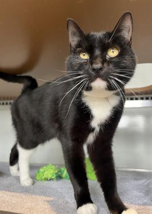 BELLA Domestic Short Hair Cat