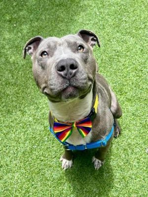 NEVILLE Pit Bull Terrier Dog