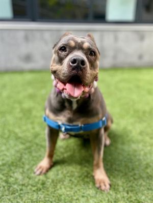 REYA Pit Bull Terrier Dog
