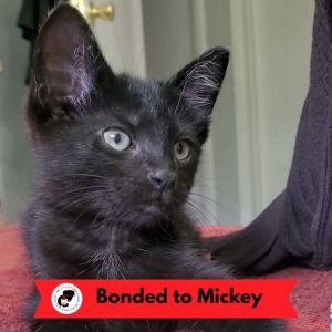 Minnie (k2025)