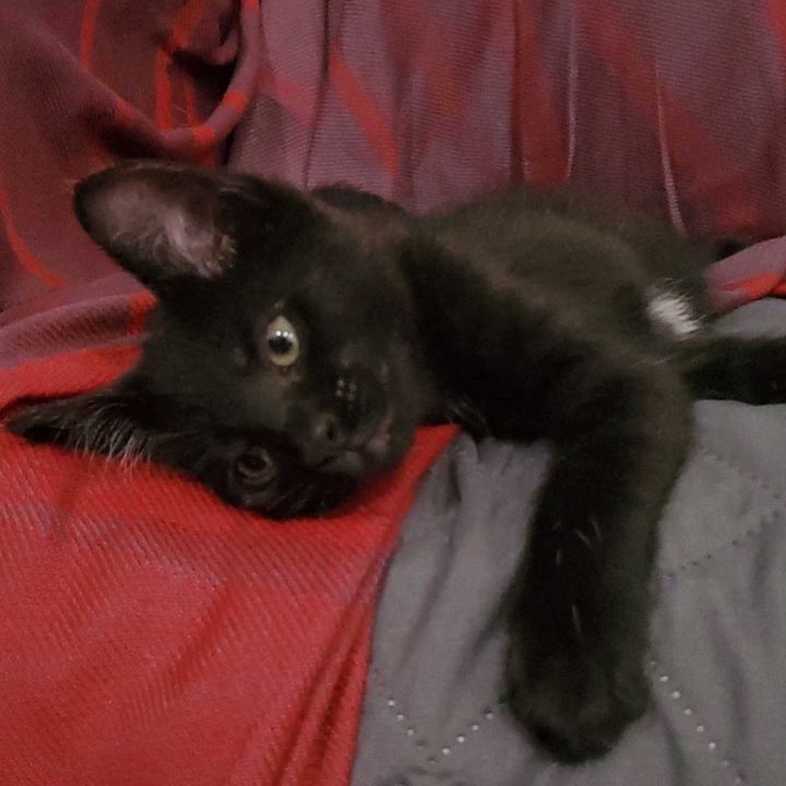 Minnie (k2025) 3