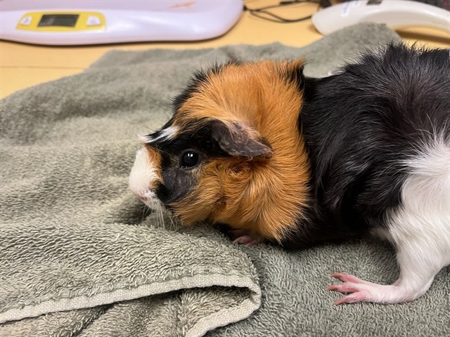 SNICKERS