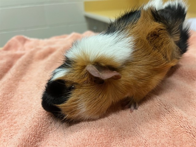 PIGACHU
