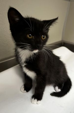 OLIVE, Baby Female Domestic Short Hair