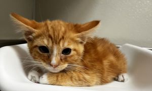 TANGERINE