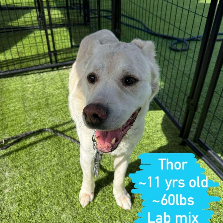 Thor 2