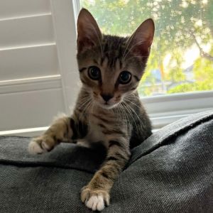 Sunny, Baby Male American Shorthair