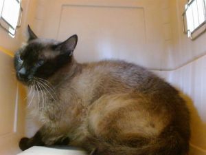 FELIX Siamese Cat