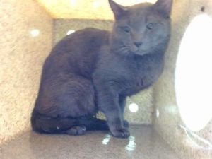 ASH Domestic Short Hair Cat