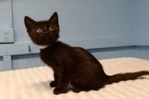 32 Domestic Short Hair Cat