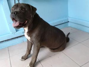 THOR Pit Bull Terrier Dog