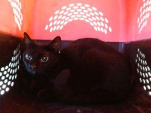 MARS Domestic Short Hair Cat