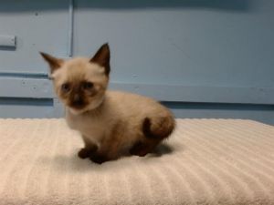 29 Domestic Short Hair Cat