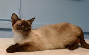 DAPHNE Domestic Short Hair Cat