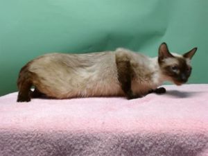 DARIA Domestic Short Hair Cat
