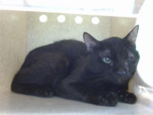 ONYX Domestic Short Hair Cat