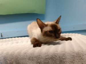 BRITTANY Siamese Cat
