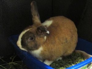 CHIP, Young Male Bunny Rabbit