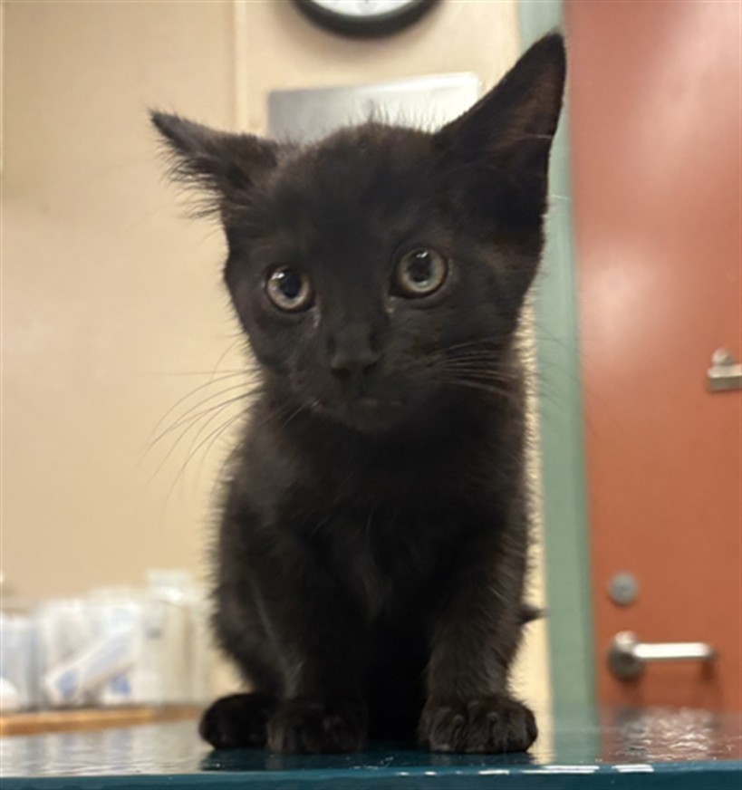 MILO
