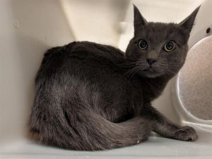 BRIAN Domestic Short Hair Cat