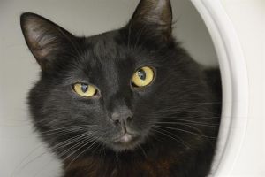 Hi My name is Dean and I am available for adoption I was originally brought into the shelter at th