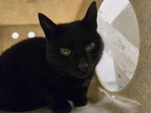 KIKI Domestic Short Hair Cat