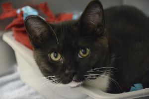 Hi My name is Addi and I am available for adoption I am a playful girl still learning to like