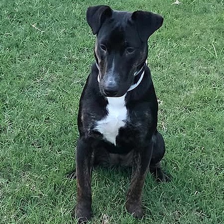 Stella
