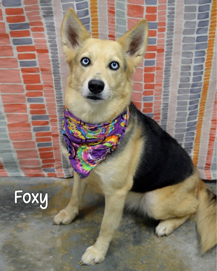 Foxy