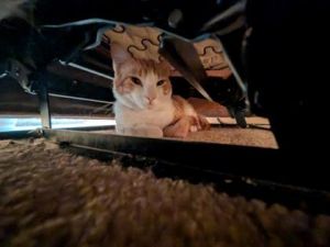 Freddie, Adult Male Domestic Short Hair