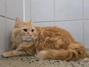 OLLIE Domestic Long Hair Cat