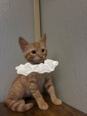 DAKOTA Domestic Short Hair Cat