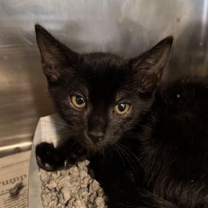 NOODLES Domestic Short Hair Cat